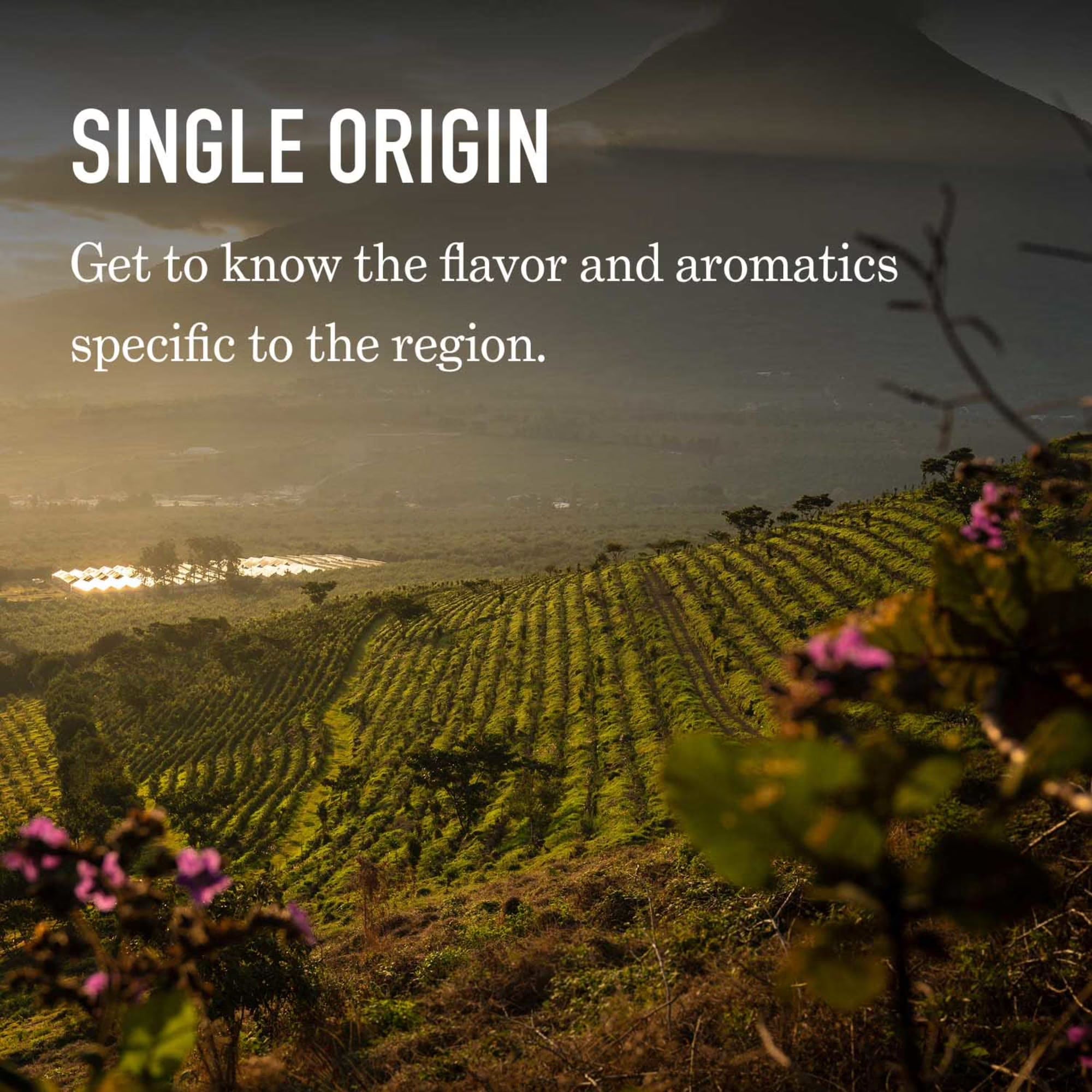 A scenic landscape photograph of rolling green hills with rows of crops under a dark, moody sky, with text reading 'SINGLE ORIGIN' and 'Get to know the flavor and aromas specific to the region.'.